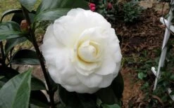 Morning Glow Camellia Japonica - 3 Gallon Pot -Garden Plant Store Camellia Morning Glow 9