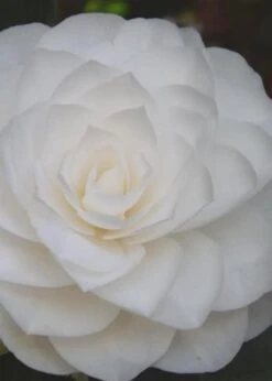 Nuccio's Gem Camellia Japonica - 3 Gallon Pot -Garden Plant Store Camellia Nuccios Gem 6