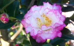 October Magic Inspiration Camellia - 3 Gallon Pot -Garden Plant Store Camellia October Magic Inspiration Flower Closeup