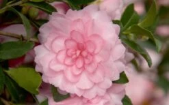 October Magic Pink Perplexion Camellia - 3 Gallon Pot -Garden Plant Store Camellia October Magic Pink Perplexion