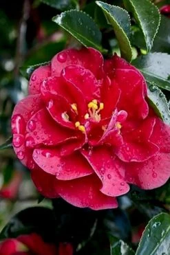 October Magic Ruby Camellia - 3 Gallon Pot -Garden Plant Store Camellia October Magic Ruby 23