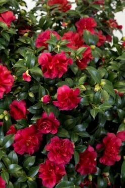 October Magic Ruby Camellia - 3 Gallon Pot -Garden Plant Store Camellia October Magic Ruby 27