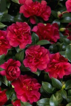 October Magic Ruby Camellia - 3 Gallon Pot -Garden Plant Store Camellia October Magic Ruby 28
