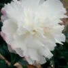 October Magic Snow Camellia - 2 Gallon Pot