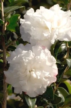 October Magic Snow Camellia - 2 Gallon Pot -Garden Plant Store Camellia October Magic Snow 500x750 1