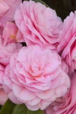 Pearl Maxwell Camellia Japonica - 3 Gallon Pot -Garden Plant Store Camellia Pearl Maxwell 10