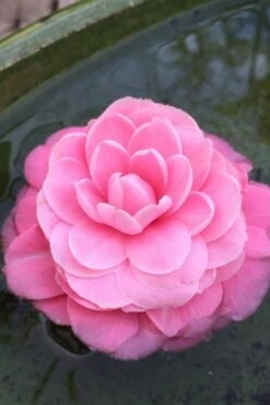 Pearl Maxwell Camellia Japonica - 3 Gallon Pot -Garden Plant Store Camellia Pearl Maxwell 5