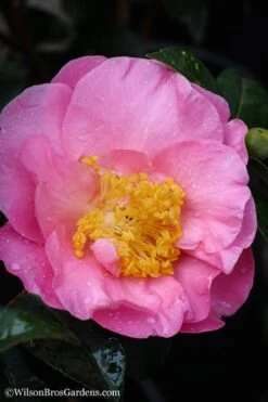 Autumn Pink Icicle Cold Hardy Camellia - 7 Gallon Pot -Garden Plant Store Camellia Pink Icicle 20