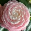 Pink Perfection Camellia Japonica - 6 Pack Of 1 Gallon Pots