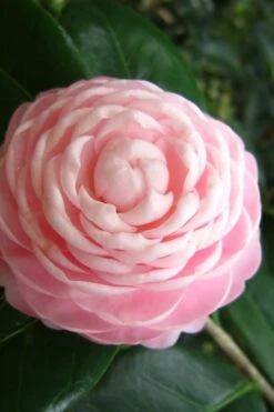 Pink Perfection Camellia Japonica - 6 Pack Of 1 Gallon Pots -Garden Plant Store Camellia Pink Perfection 27