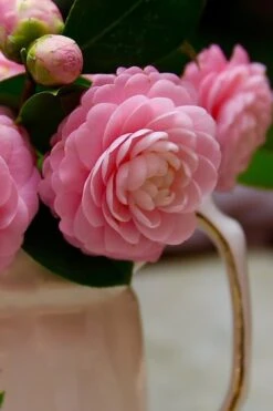 Pink Perfection Camellia Japonica - 6 Pack Of 1 Gallon Pots -Garden Plant Store Camellia Pink Perfection 29