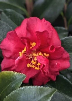 Reverend Ida Red ShiShi Gashira Dwarf Camellia Sasanqua - 1 Gallon Pot -Garden Plant Store Camellia Reverend Ida 3 1