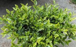 Royal Flush Shi Shi Variegated Camellia Sasanqua - 3 Gallon Pot -Garden Plant Store Camellia Royal Flush Shi Shi 2