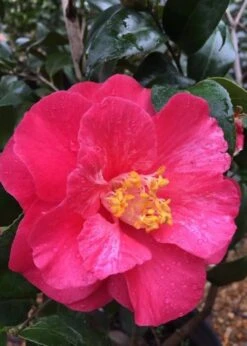 Rutledge Minnix Camellia Japonica - 3 Gallon Pot -Garden Plant Store Camellia Rutledge Minnix 2