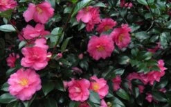 Shishi Gashira Dwarf Camellia Sasanqua - 2 Gallon Pot -Garden Plant Store Camellia Shishi Gashira 24