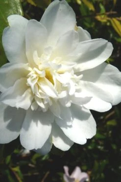 Snow Flurry Cold Hardy Camellia Hybrid - 3 Gallon Pot -Garden Plant Store Camellia Snow Flurry 2