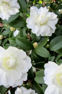 Snow Flurry Cold Hardy Camellia Hybrid - 3 Gallon Pot -Garden Plant Store Camellia Snow Flurry 6