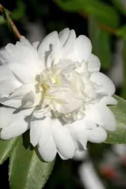 Snow Flurry Cold Hardy Camellia Hybrid - 1 Gallon Pot -Garden Plant Store Camellia Snow Flurry 8 1