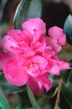 Sparkling Burgundy Camellia Sasanqua - 3 Gallon Pot -Garden Plant Store Camellia Sparkling Burgundy 21 1