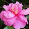 Sparkling Burgundy Camellia Sasanqua - 3 Gallon Pot