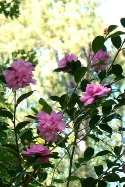 Sparkling Burgundy Camellia Sasanqua - 3 Gallon Pot -Garden Plant Store Camellia Sparkling Burgundy 24 1