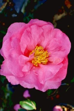 Stephanie Golden Dwarf Camellia Sasanqua - 3 Gallon Pot -Garden Plant Store Camellia Stephanie Golden 12