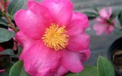 Stephanie Golden Dwarf Camellia Sasanqua - 3 Gallon Pot -Garden Plant Store Camellia Stephanie Golden Closeup Flower