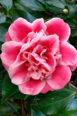 Tama Bambino Camellia Japonica - 1 Gallon Pot -Garden Plant Store Camellia Tama Bambino 1