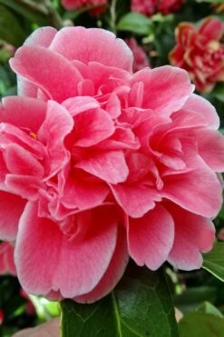 Tama Bambino Camellia Japonica - 1 Gallon Pot -Garden Plant Store Camellia Tama Bambino 10