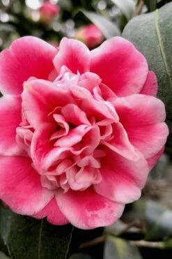 Tama Bambino Camellia Japonica - 1 Gallon Pot -Garden Plant Store Camellia Tama Bambino 11