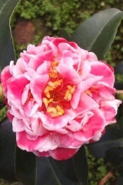 Tama Bambino Camellia Japonica - 1 Gallon Pot -Garden Plant Store Camellia Tama Bambino 2