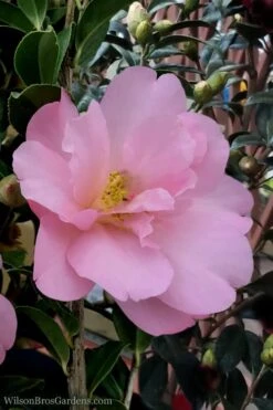 Taylors Perfection Pink Camellia Hybrid - 3 Gallon Pot -Garden Plant Store Camellia Taylors Perfection 60