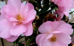 Taylors Perfection Pink Camellia Hybrid - 3 Gallon Pot -Garden Plant Store Camellia Taylors Perfection 61