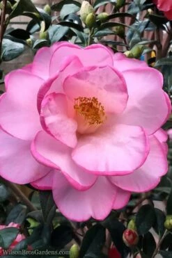 Taylors Perfection Pink Camellia Hybrid - 3 Gallon Pot -Garden Plant Store Camellia Taylors Perfection 62