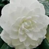 White By The Gate Camellia Japonica - 7 Gallon Pot