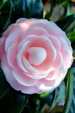Winter's Rose Cold Hardy Dwarf Camellia - 2 Gallon Pot -Garden Plant Store Camellia Winters Rose 6