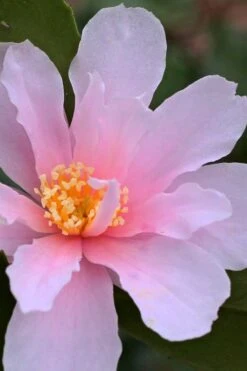 Winter's Toughie Cold Hardy Camellia - 1 Gallon Pot -Garden Plant Store Camellia Winters Toughie 3