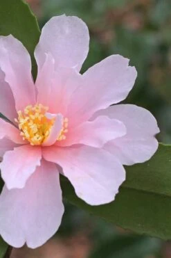 Winter's Toughie Cold Hardy Camellia - 1 Gallon Pot
