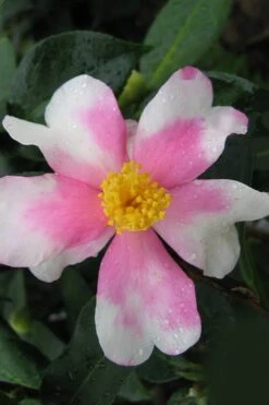 Yume Camellia Sasanqua - 3 Gallon Pot -Garden Plant Store Camellia Yume 2