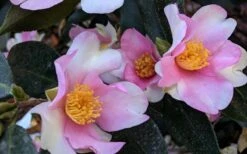 Yume Camellia Sasanqua - 3 Gallon Pot -Garden Plant Store Camellia Yume 5
