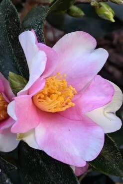 Yume Camellia Sasanqua - 3 Gallon Pot -Garden Plant Store Camellia Yume 7
