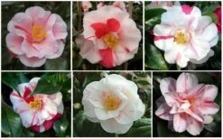 Lady Vansittart Multicolor Camellia Japonica - 3 Gallon Pot -Garden Plant Store CamelliaLadyVasittart 2