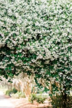 Madison Confederate Jasmine - 6 Pack Of 1 Gallon Pots -Garden Plant Store Campsis Madame Galen 18