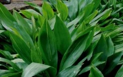 Cast Iron Plant - 2 Gallon Pot -Garden Plant Store Cast Iron Plant 1