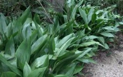 Cast Iron Plant - 1 Gallon Pot -Garden Plant Store Cast Iron Plant 3 1