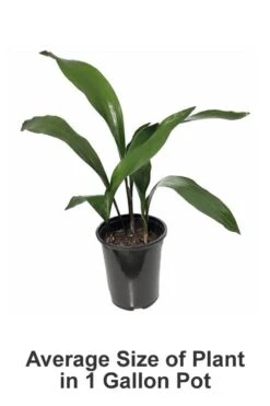 Cast Iron Plant - 1 Gallon Pot -Garden Plant Store Cast iron Plant 20 1