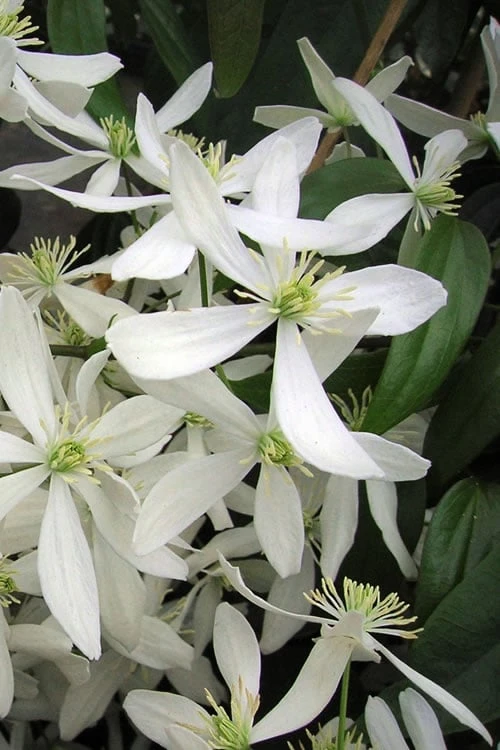 Snowdrift Evergreen Clematis Armandii - 5 Gallon Pot 1 Snowdrift Evergreen Clematis Armandii - 5 Gallon Pot