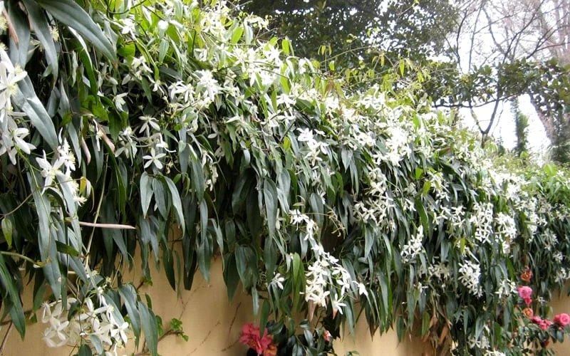 Snowdrift Evergreen Clematis Armandii - 5 Gallon Pot 6 Snowdrift Evergreen Clematis Armandii - 5 Gallon Pot - Image 6
