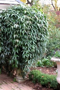 Snowdrift Evergreen Clematis Armandii - 1 Gallon Pot 12 Snowdrift Evergreen Clematis Armandii - 1 Gallon Pot -Garden Plant Store Clematis Armandii Snowdrift 52