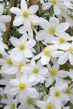 Avalanche Evergreen Clematis - 2 Gallon Pot -Garden Plant Store Clematis Avalanche 10